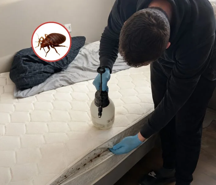 Technicien traitant un matelas contre les punaises de lit à Chaufour-lès-Bonnières